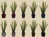 Showtime Aloe Floor Plant for The Sims 2 Recoloured Screenshot